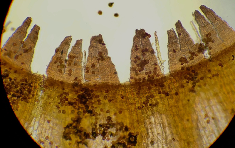 Orthotrichum pumilum